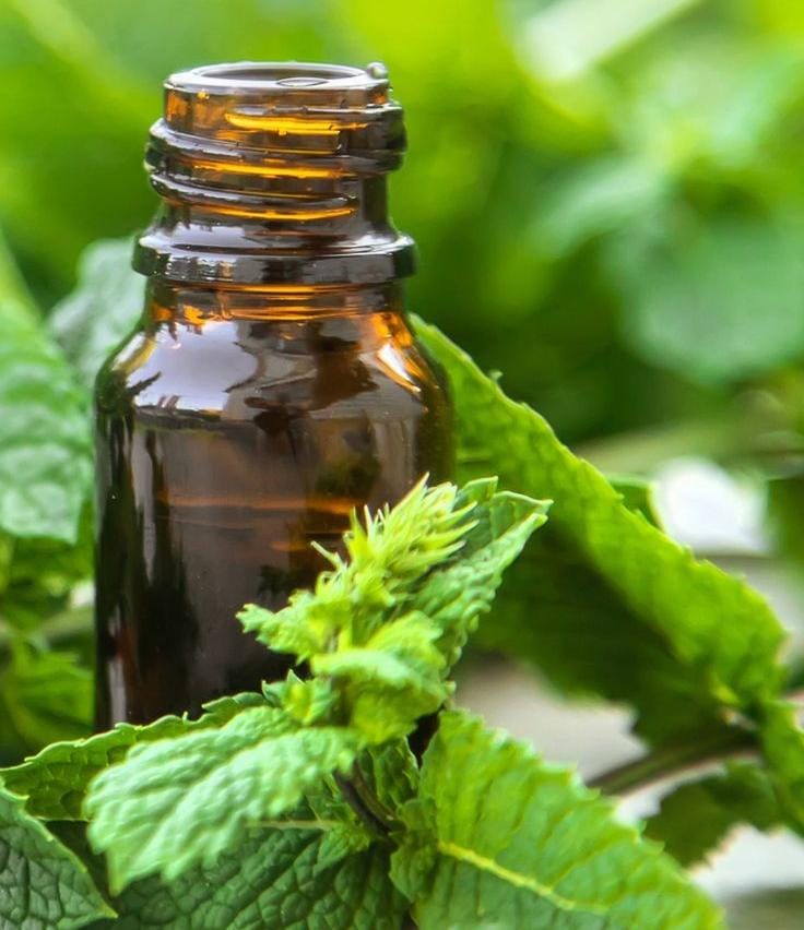 Holy Basil Essential Oil